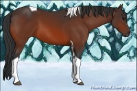 Horse Color:Bay Tobiano 