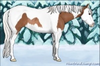Horse Color:Silver Bay Splash Tobiano Rabicano 