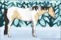 Horse Color:Amber Champagne Dun Tobiano 