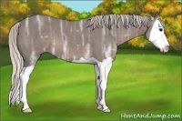 Horse Color:Silver Black Ice Splash