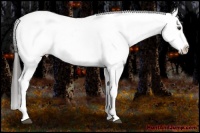Horse Color:Liver Chestnut Tobiano Appaloosa