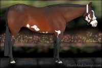 Horse Color:Bay Splash Frame