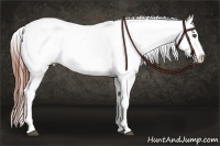 Horse Color:Brown Appaloosa