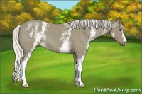 Horse Color:White Spotted Silver Smoky Blue Roan 
