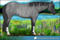 Horse Color:Blue Roan Rabicano 