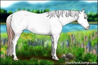 Horse Color:Blue Roan Tobiano Appaloosa
