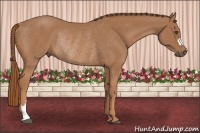 Horse Color:Chestnut Rabicano 