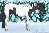 Horse Color:Black Tobiano 