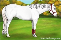 Horse Color:Palomino Dun Frame Appaloosa 