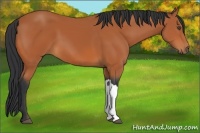 Horse Color:Bay 