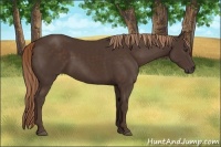 Horse Color:Liver Chestnut Sabino