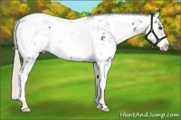 Horse Color:Silver Black Ice Sabino 