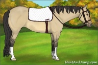 Horse Color:Buckskin Dun
