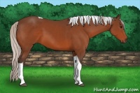 Horse Color:Silver Bay Tobiano