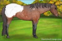 Horse Color:Brown Appaloosa