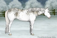 Horse Color:White Spotted Silver Classic Champagne Ice Pearl Dun Splash
