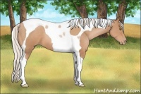 Horse Color:Silver Bay Pearl Tobiano 
