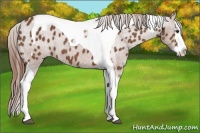 Horse Color:Chestnut Sabino Splash Tobiano Appaloosa 