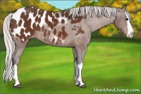 Horse Color:Silver Bay Sabino Splash Appaloosa
