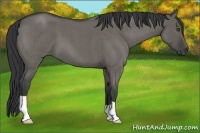 Horse Color:Grullo Roan 