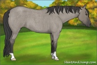 Horse Color:Smoky Grullo Roan 