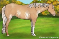 Horse Color:White Spotted Silver Amber Champagne