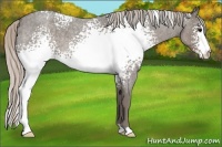 Horse Color:White Spotted Silver Blue Roan 