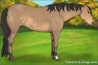 Horse Color:Buckskin 