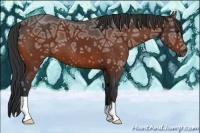 Horse Color:Bay Ice 