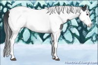 Horse Color:Blue Roan Splash Tobiano