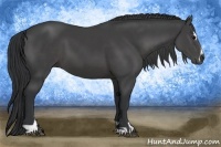 Horse Color:Black Sabino