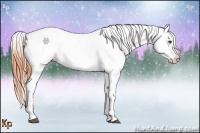 Horse Color:Bay Appaloosa Rabicano 