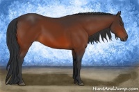 Horse Color:Bay Rabicano 