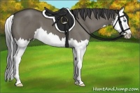 Horse Color:Smoky Grullo Roan Splash 