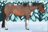 Horse Color:Bay Roan Tobiano