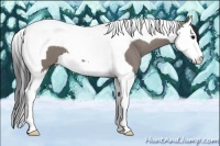 Horse Color:Grullo Splash Tobiano 
