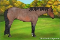 Horse Color:Bay Roan 