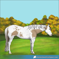 Horse Color:Classic Cream Champagne Splash Tobiano 