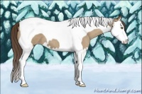 Horse Color:Classic Cream Champagne Splash Tobiano 