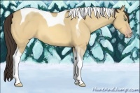 Horse Color:Amber Cream Champagne Dun Tobiano 