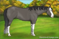 Horse Color:Grullo Splash 