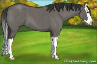 Horse Color:Grullo Roan Splash