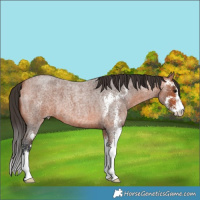 Horse Color:Bay Roan Sabino