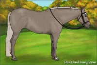 Horse Color:Silver Grullo 