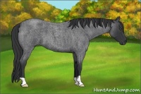 Horse Color:Blue Roan 