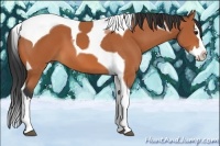 Horse Color:Bay Splash Tobiano