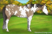 Horse Color:White Spotted Classic Champagne Sabino Splash 