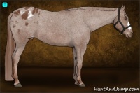 Horse Color:Chestnut Blanket 