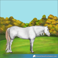 Horse Color:Brown Appaloosa 