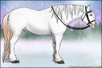 Horse Color:Buckskin Snowcap 